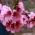 cherry blossoms
